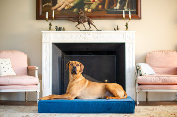 Spotlight on The Lounging Hound - Inside Stylists