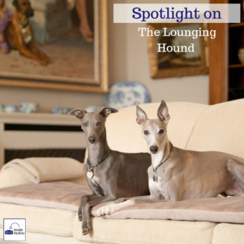 Spotlight on The Lounging Hound - Inside Stylists