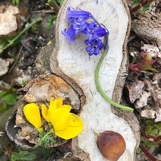 Styling foraged finds from a walk in your home. Yellow flower and bluebells from the woods