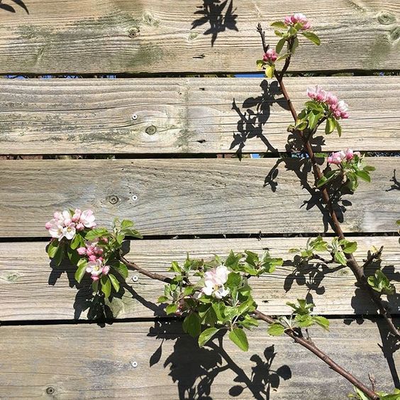 Styling foraged finds from a walk. Some blossom branches on a decked floor.