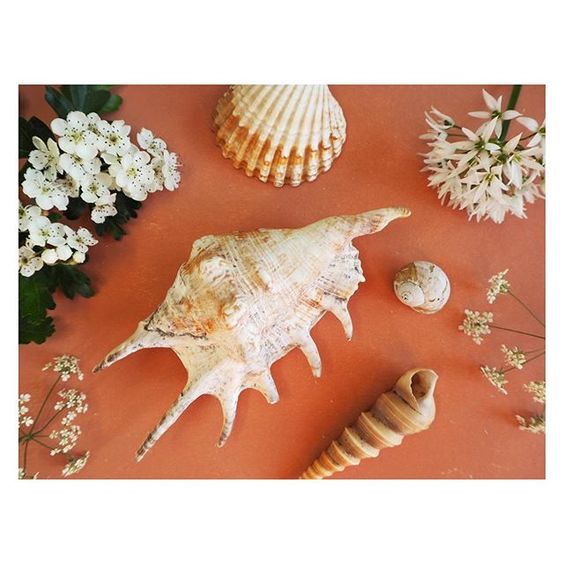 The secret styling tip for adding personality to your home that you need to know! Flat lay of beach shells on a coral background