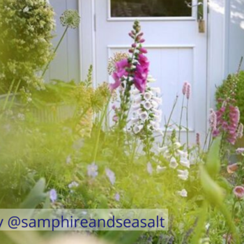 Colourful garden with pink flowers
