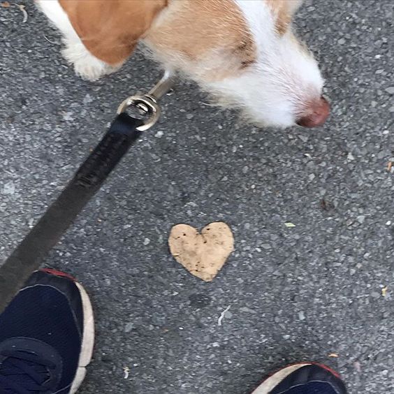 How to stay positive online in 2020. Dog with a heart shaped leaf.