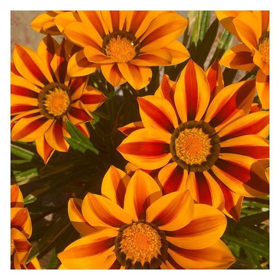 How to stay positive online in 2020. Close up of some orange flowers.