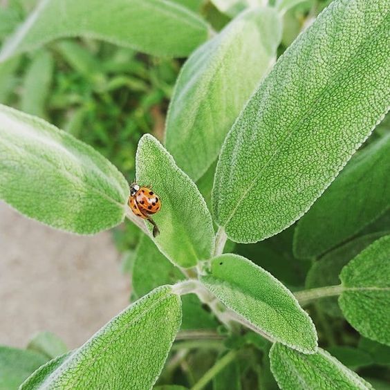 How to stay positive online in 2020. Ladybird on a green leaf.