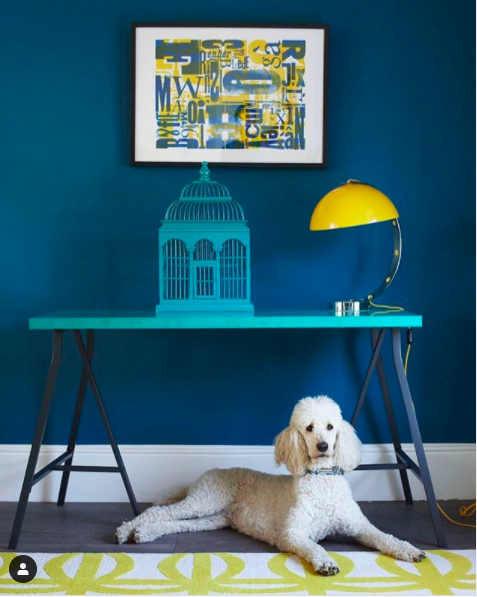 Colourful interior image featuring a blue trestle table against a blue wall with a bright yellow lamp and dog.