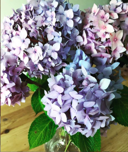 Beautiful shot of purple hydrangeas flower heads