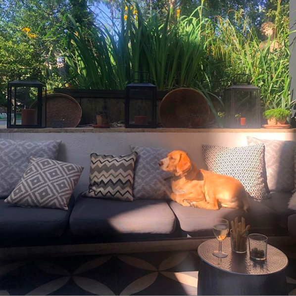 Dog sitting on outdoor furniture in golden hour daylight