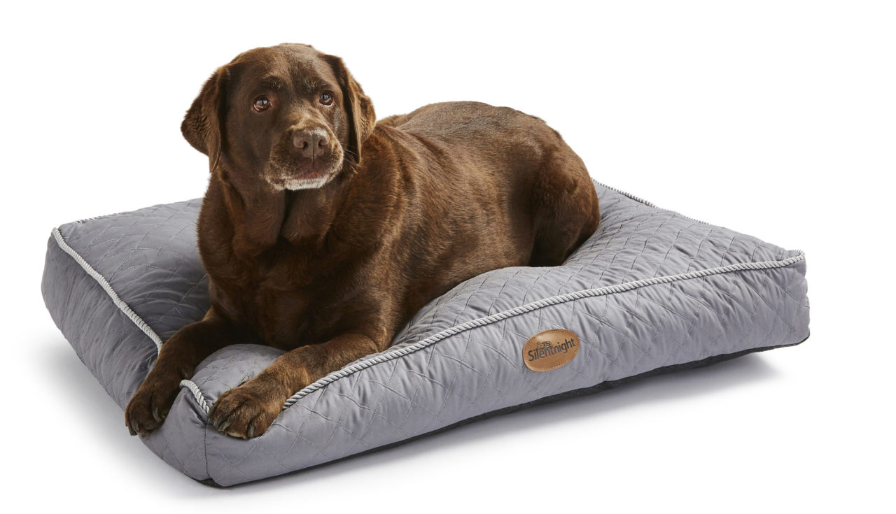 Dog beds you'll want to treat your pooch to,