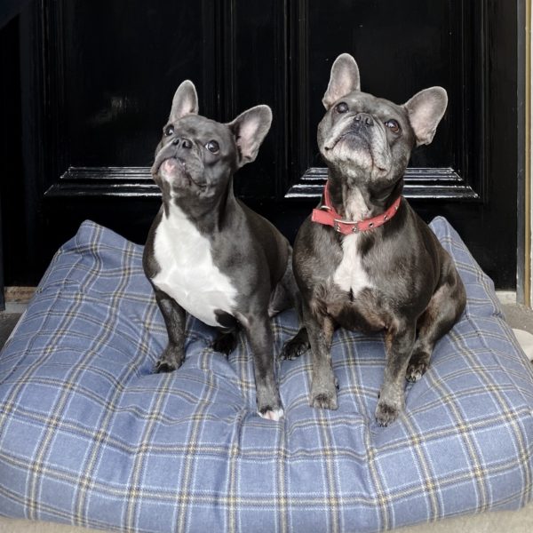 Dog beds you'll want to treat your pooch to,