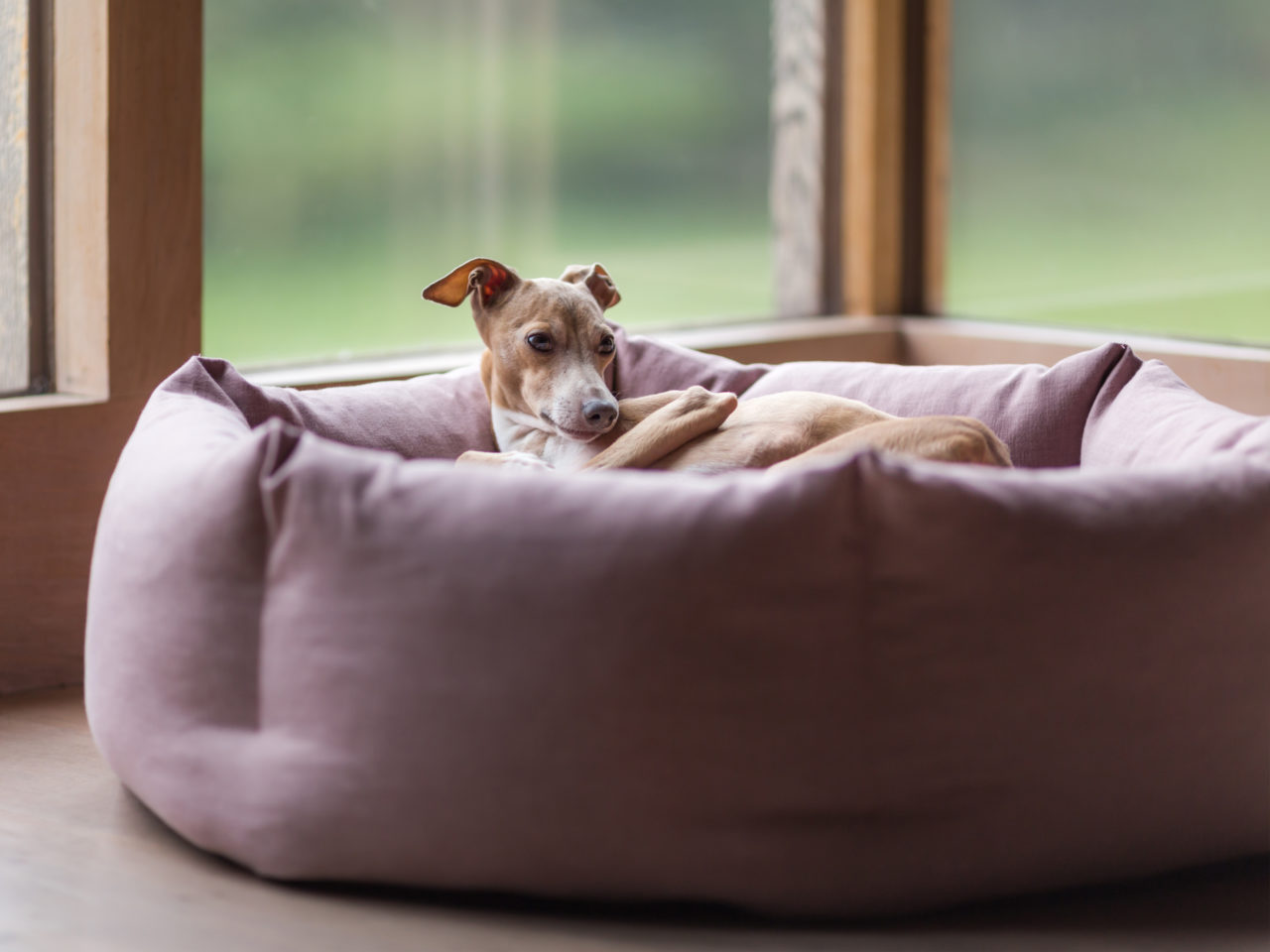 Dog beds you'll want to treat your pooch to,