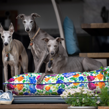 Dog beds you'll want to treat your pooch to,