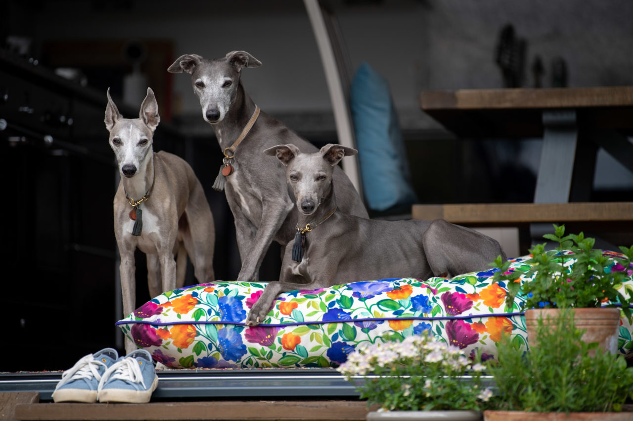 Dog beds you'll want to treat your pooch to,