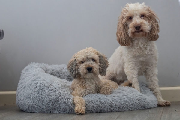 Dog beds you'll want to treat your pooch to,