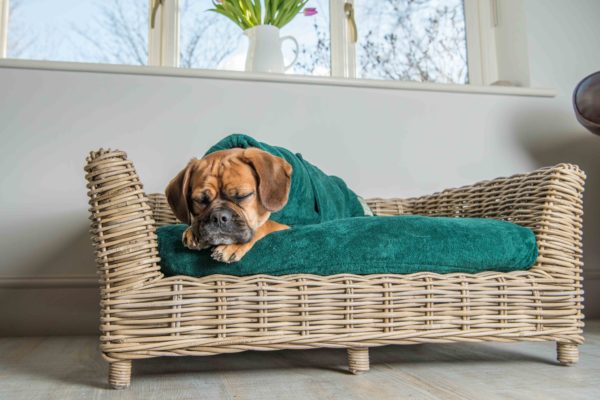 Dog beds you'll want to treat your pooch to,