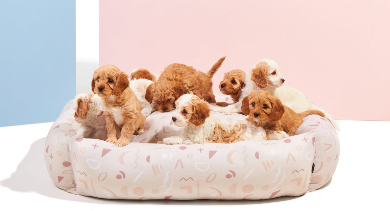 Dog beds you'll want to treat your pooch to,