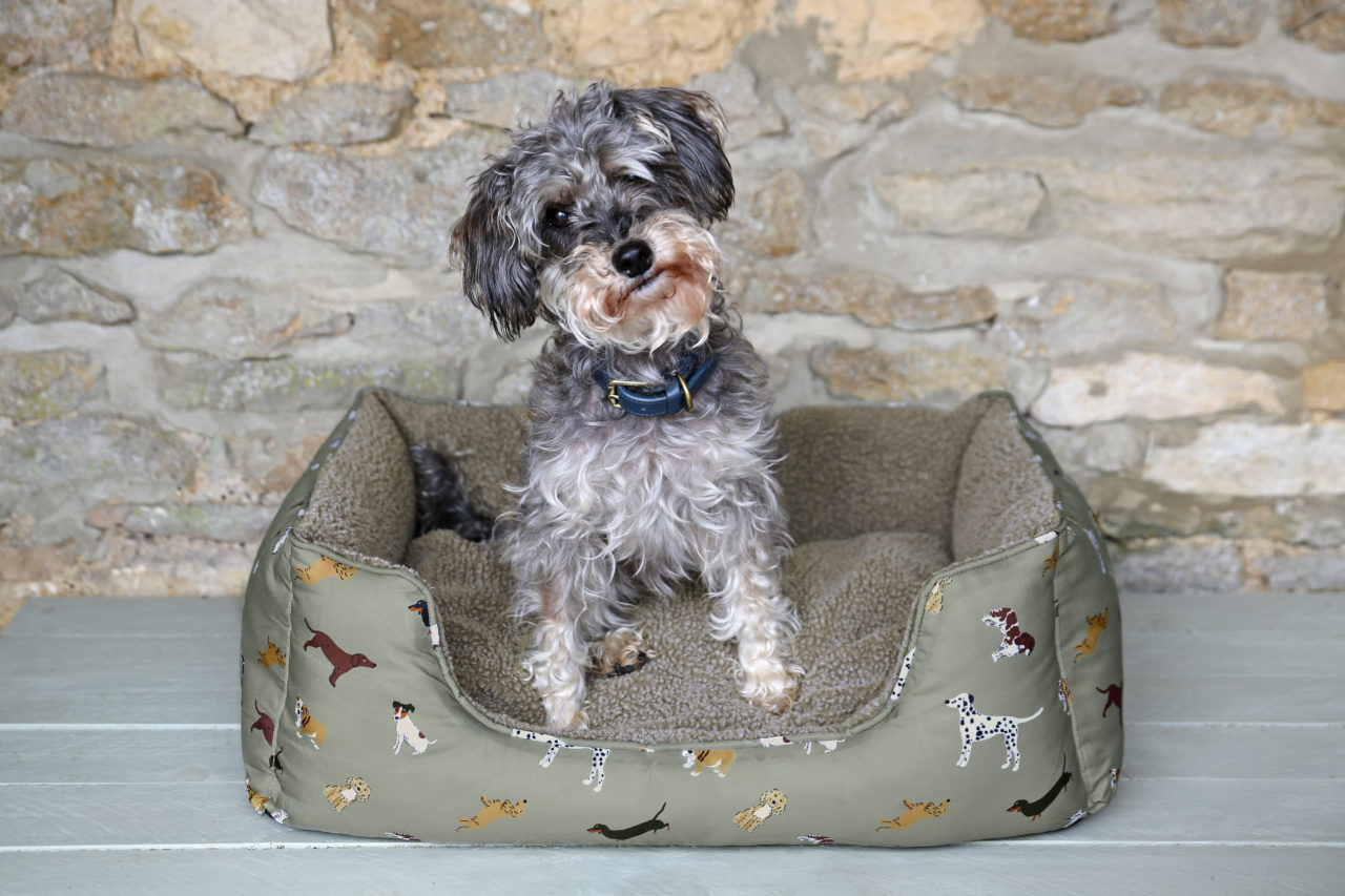 Dog beds you'll want to treat your pooch to,