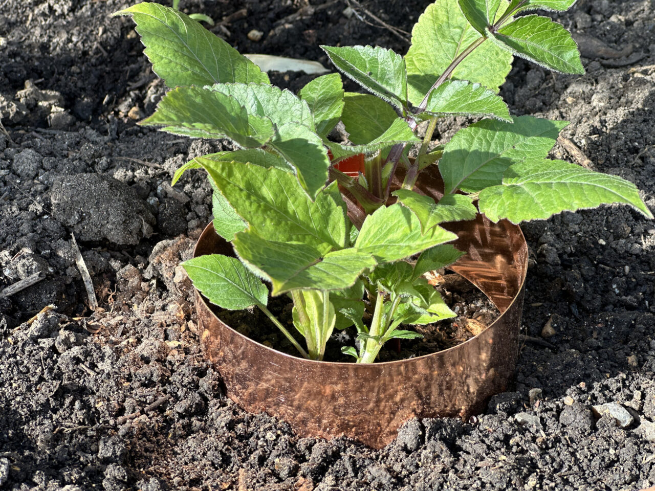 Copper Rings for slug proofing plants