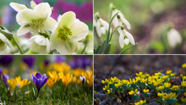 Early Spring flowers