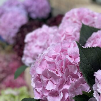 Beautiful pink hydrangeas in the sunshine ready to pick