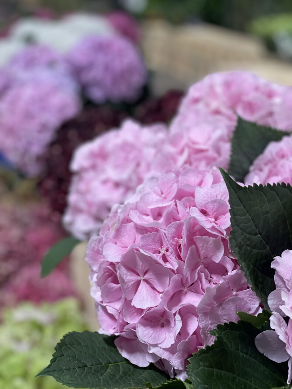 Beautiful pink hydrangeas in the sunshine ready to pick