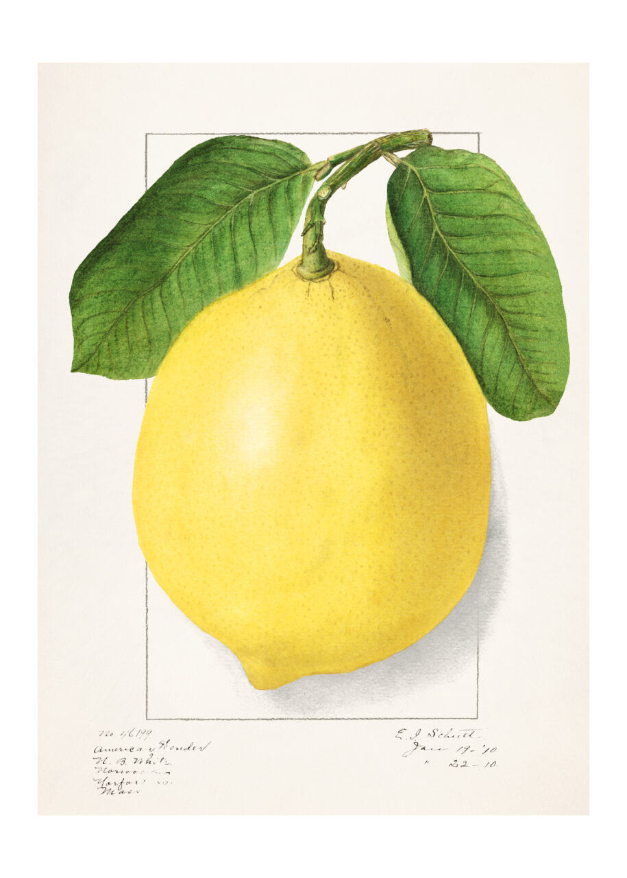 Ink Drop, Large Lemon Vintage Antique Print, £13.5, 7828501